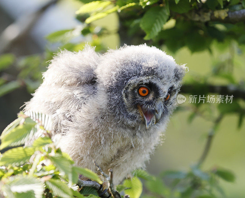 长耳猫头鹰(Asio otus)幼鸟